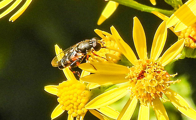 20230716 2051CPw [D~LIP] Jakobs-Greiskraut, Kleine Mistbiene (Syritta pipiens), Bad Salzuflen