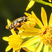 20230716 2051CPw [D~LIP] Jakobs-Greiskraut, Kleine Mistbiene (Syritta pipiens), Bad Salzuflen