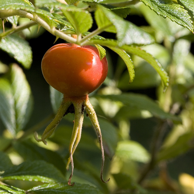 Rose hip 2