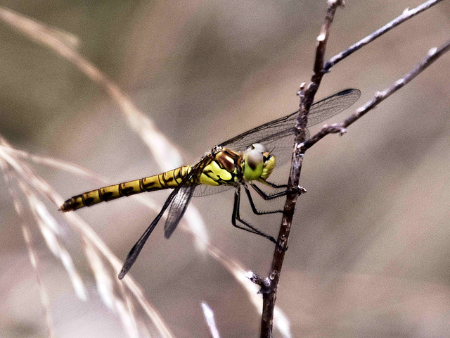 Common Darter imm f (Sympetrum striolatum) DSB 0682