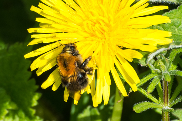 Barbut's Cuckoo Bumblebee - DSB 2971