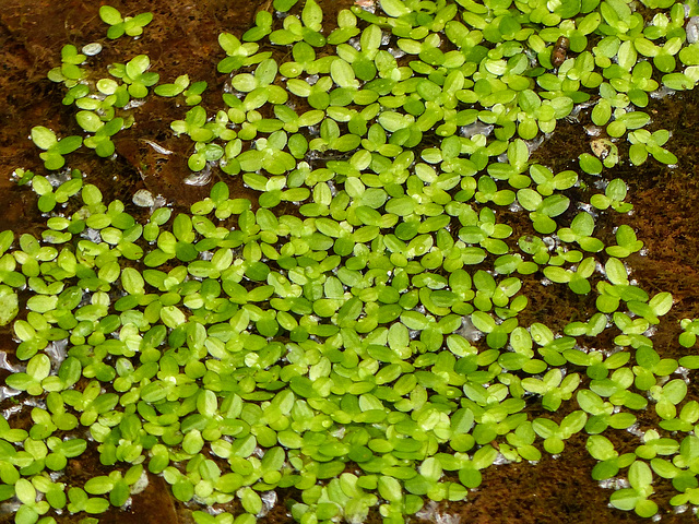 Duckweed?, Brasso Seco trip, afternoon