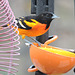 Baltimore Oriole