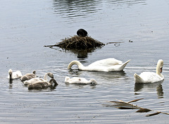 Schwanen-Familie schwimmt ruhig um ein Blässhuhnnest herum