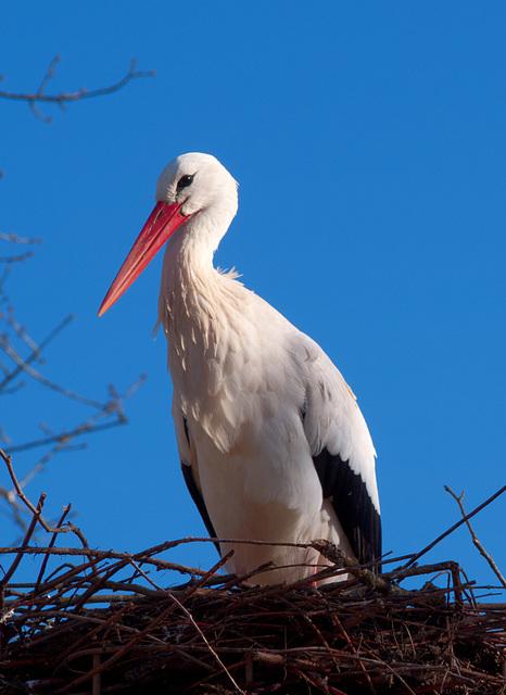 Storch