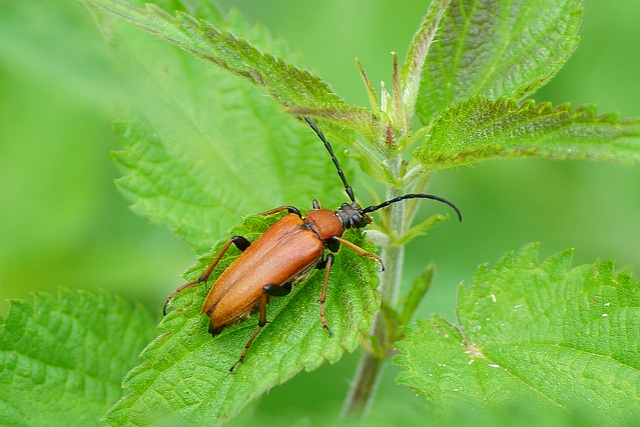 Corymbia rubra ♀