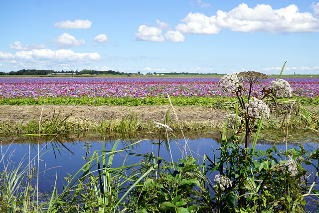 Anemonen in de Noordkop