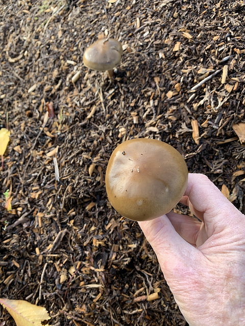 Growing in wood chippings ID??