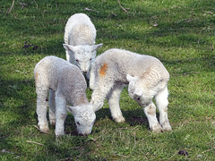 Three little lambs