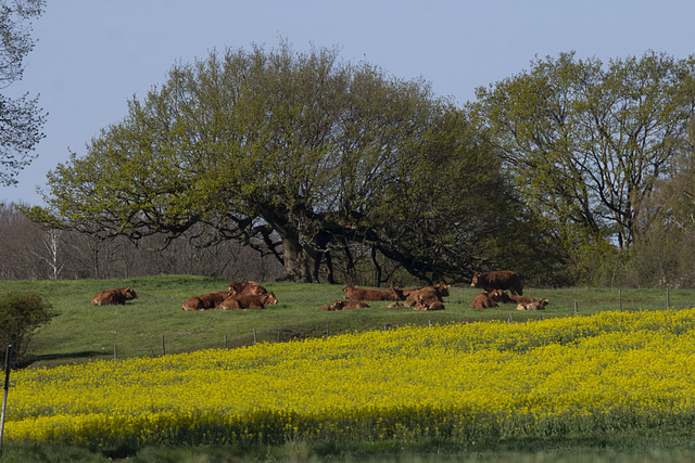 Scavenger Hunt 35: a cow