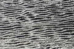 Sand Flat Waitemata Harbour