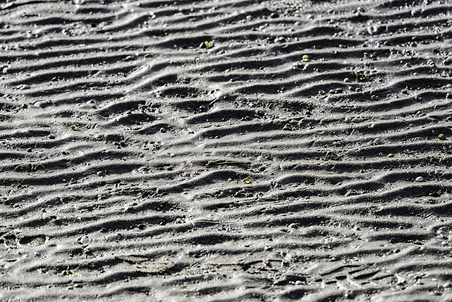 Sand Flat Waitemata Harbour