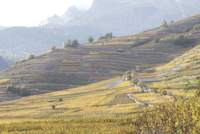 Les vignes en ce moment  1er novembre 22