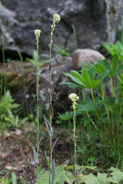 Pölkkyruohoyhdyskunta