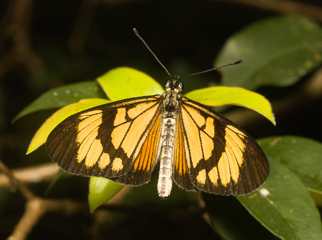 IMG 0132 Butterfly-3