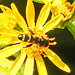 20230716 2052CPw [D~LIP] Jakobs-Greiskraut, Kleine Mistbiene (Syritta pipiens), Bad Salzuflen