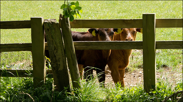 HFF.................