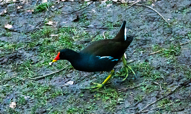 Moorhen