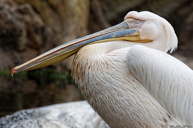 Pelikan im Bioparc Valencia (© Buelipix)