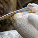 Pelikan im Bioparc Valencia (© Buelipix)