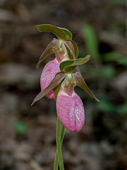 Cypripedium acaule (Pink Lady's-slipper orchid)