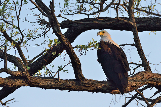 Fish eagle ou pygargue vocifère