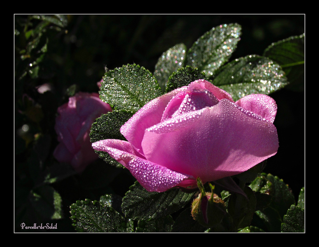 Rosée du matin