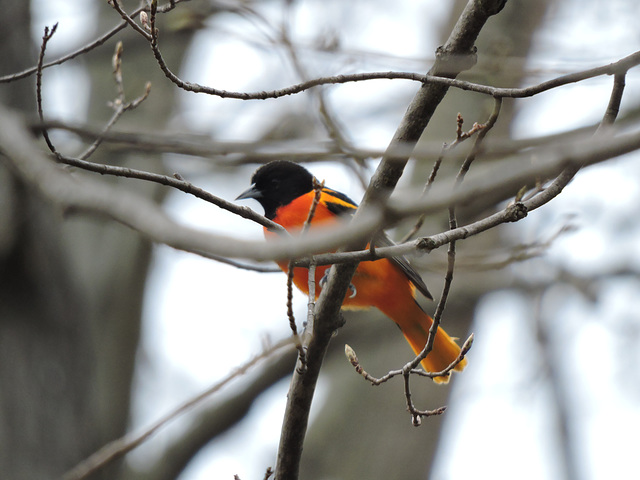 Baltimore Oriole