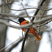 Baltimore Oriole