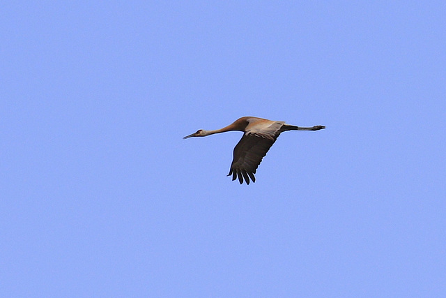 Sandhill Crane