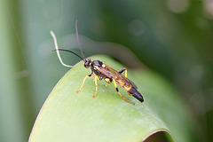 Ichneumon confusor