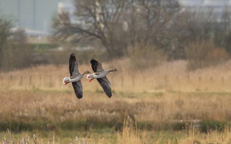 Greylag geese