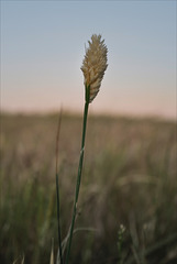 Phalaris aquatica, Penedos