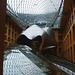 Berlin - DZ Bank  ( Arch.Frank O. Gehry 1996 - 2001) Pariser Platz 3