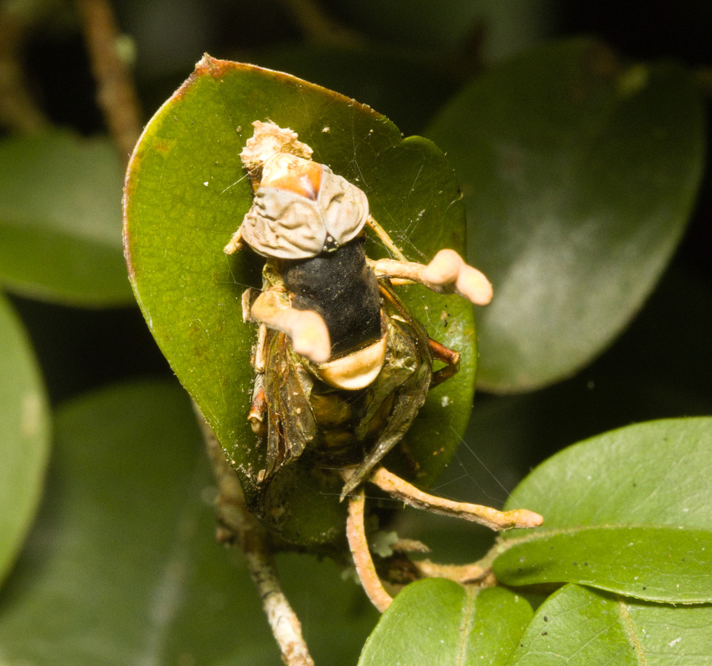 IMG 0145 Hoverfly-1