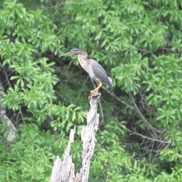 Green heron - Butorides virescens