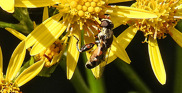 20230716 2053CPw [D~LIP] Jakobs-Greiskraut, Kleine Mistbiene (Syritta pipiens), Bad Salzuflen