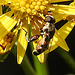 20230716 2053CPw [D~LIP] Jakobs-Greiskraut, Kleine Mistbiene (Syritta pipiens), Bad Salzuflen