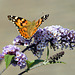 Painted lady visits a Buddleja !