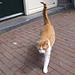 Oranje cats of Amsterdam 1, 27.04.2013