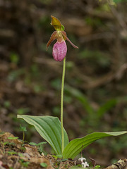 Cypripedium acaule (Pink Lady's-slipper orchid)