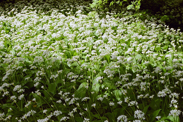 Wilde Bärlauchblüte zwischen Putbus und Lauterbach