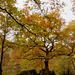 couleurs d'automne au site Corot (bords de Glane à Saint Junien, Haute Vienne) (1)