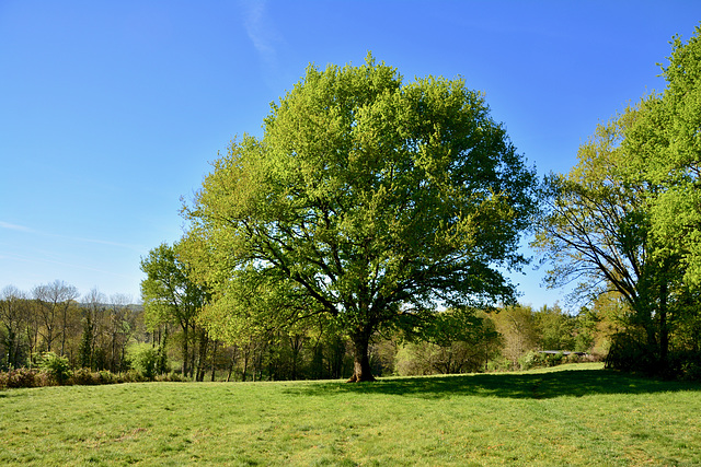 Limousin 2017 – Oak