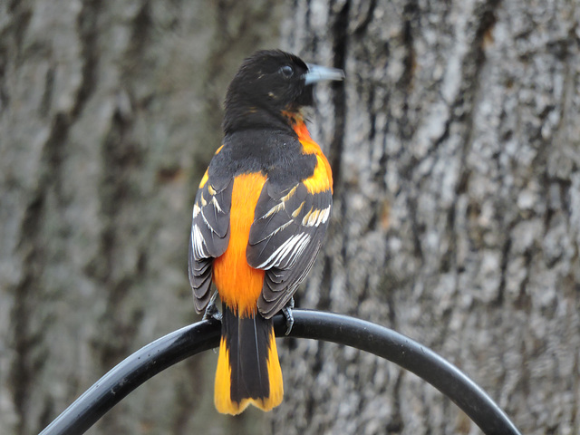 Baltimore Oriole