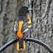 Baltimore Oriole