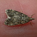 Moth IMG_1783