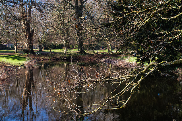 Trees, Pond, Reflection