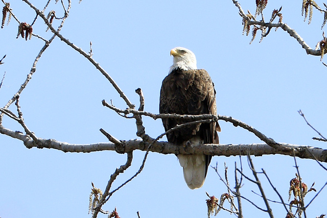 Bald Eagle