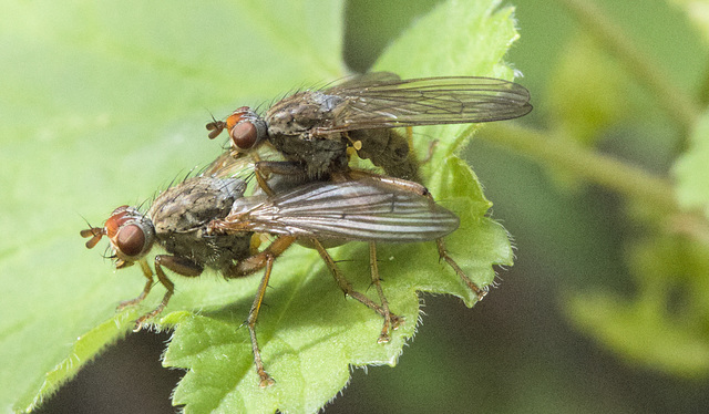 IMG 9595 Yellow Dung Flies.v2jpg